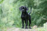 CANE CORSO 1146